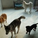 멍멍이다방 이미지