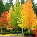 언제나 내곁에 이미지