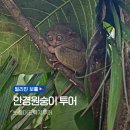 동남안경 | 보홀 육상투어 코스｜타르시어 안경원숭이투어 방문기 &amp; 솔직후기