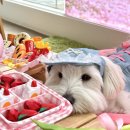 시온동물병원 이미지