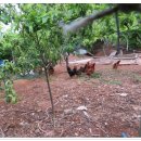 나무뜨락 이미지