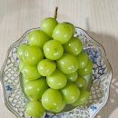 예천군농산물산지유통센터 | 예천 산지직송 샤인머스켓 2kg 특품 후기 고당도 농가살리기 포도 리뷰