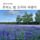 노산농장 | 후라노 팜 도미타｜색색의 꽃밭과 감성 포토존 여행기