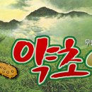 인포디자인(INFO) Daum카페