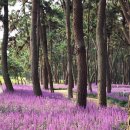 서천 장미공원 | 서천 가볼만한곳 장항송림 산림욕장 맥문동 축제 기간 개화시기