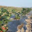 금동농장 이미지