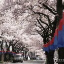 [ 여행 ] 인생샷 찍으러 전국에서 사람들 몰려가는 벚꽃 핫플 이미지