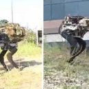 다Dog다Dog 이미지