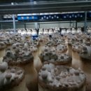 성무농장 이미지