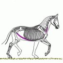 말의 움직임 - 평보, 속보, 구보 이미지