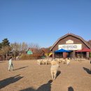 안성목장 | 아이와 갈 만 한 곳, 안성팜랜드 다녀온 후기(승마센터+체험목장)