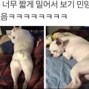 댕댕이# 이미지