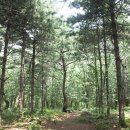 치유의 숲 이미지