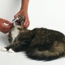 그레이스 고양이 병원 이미지