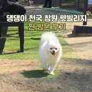 펫빌리지 | 창원 펫빌리지 놀이터 방문 후기, 무료 강아지 놀이터 완전 정복