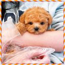 마마스미독 강아지분양 대전점 이미지