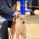 달구벌진도 이미지