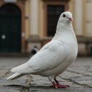 우성환경자원 | 비둘기가 거리에 많아진 이유, 비둘기이야기