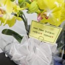 [어버이날 선물] 양재꽃시장 '황해농원' 내돈내산 호접란 구입 후기 (카네이션보다 훨씬 좋아요!)