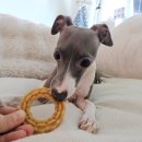 이너피스 | 강아지 덴탈껌] 치석 관리용으로 추천하는 바잇미 닥터이너피스 덴타링 후기