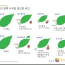 하늘타리야생화 | 한려해상 바다백리길, 연대도 지겟길에서 담아온 야생화 - 2015년 11월 28일(토)