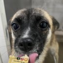 냥이댕이 이미지