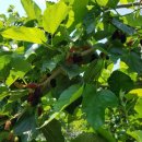 큰사랑농장 이미지