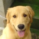 천사강아지 이미지