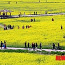 낙동강관리본부 대저생태공원 3 이미지