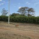 코끼리주유소 화장실 | [9/30] Day7, 🇰🇪 마사이마라 사파리투어 첫째날, camp 체크인과 game drive 맛 보기