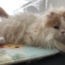 소풍애견미용 이미지