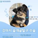 원성준영상의학과동물병원 | 일기 #3] 최선의 해답을 찾으러 가는 길: 예은 동물 병원의 진단과 안도의 3주 (강아지 척수공동증 간호...