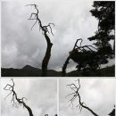 연리지가든 이미지