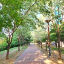 대구선반야월공원(괴전동) | 대구 안심역 이팝나무 산책길 대구선반야월공원