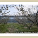 흑송농장 이미지