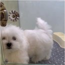 하남강아지 이미지