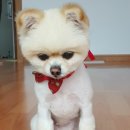 개 키우는 언니 이미지