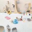 김포고양이분양 맘스캣 이미지