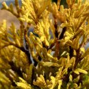 옥과면 소룡리 마을회관 | 측백나무병 검은돌기잎마름병 알고 계시나요