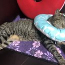 한사랑동물병원 이미지