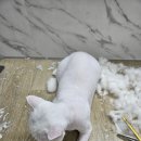 개밥주는고양이