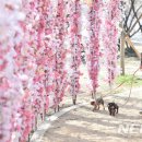 시청별관앞 꽃보라동산 이미지