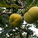 수지농장 이미지