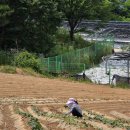 팔복순대