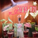 흙뿌리1호태양광 | [공지] 식물등 효과 한달 사용후기: 잎 크기 두배 키운 알로카시아 자구 성장등 추천