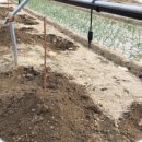 자두나무농장 이미지