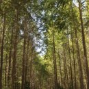 고래불국민야영장 이미지