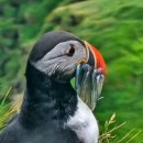 26년 7월 26일 아이슬란드와 8월5일 페로제도 13일 여행 이미지