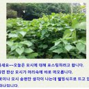 모싯잎의 효능과 사용법 이미지