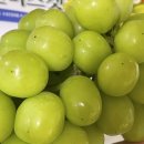 열매향 | 고당도 샤인머스켓 추천 들판열매 후기